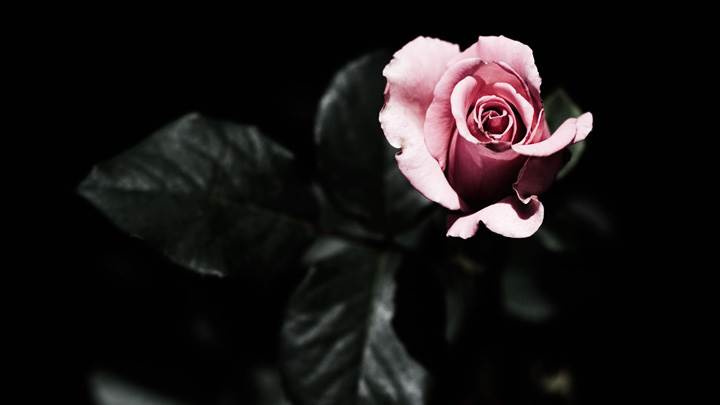 A Dark But Pink Love